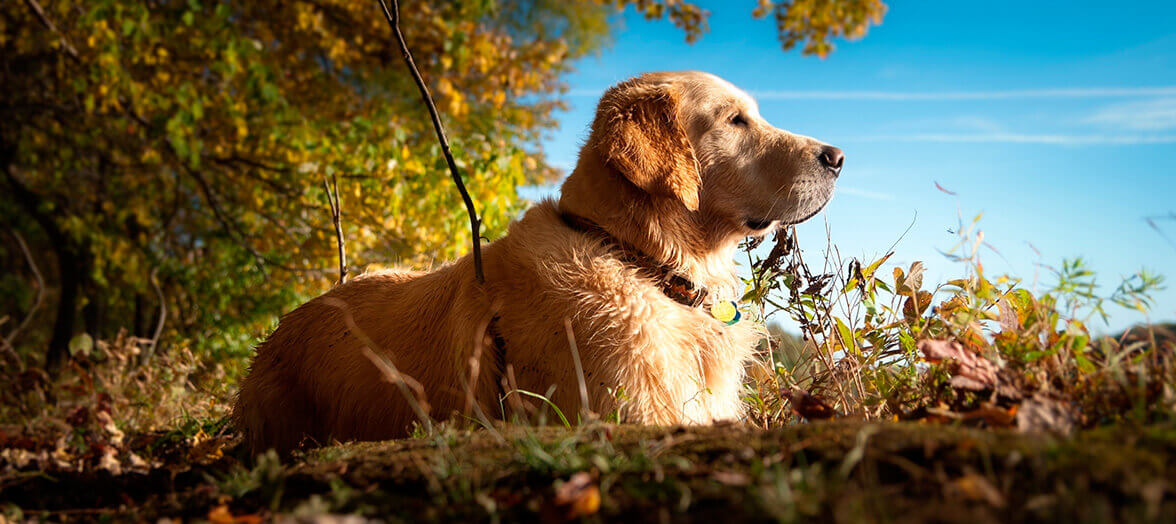 pour golden retriever